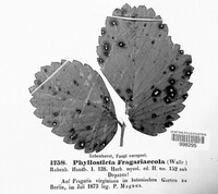 Phyllosticta fragariicola image
